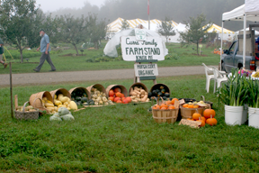 Gourds on display