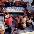 Full purse seine, scale baskets ready.