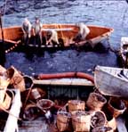 Hauling up the purse seine.