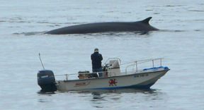 Right whale feeding