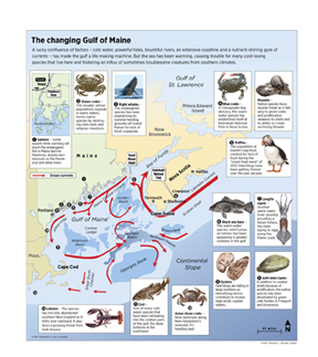 Gulf of Maine illustration